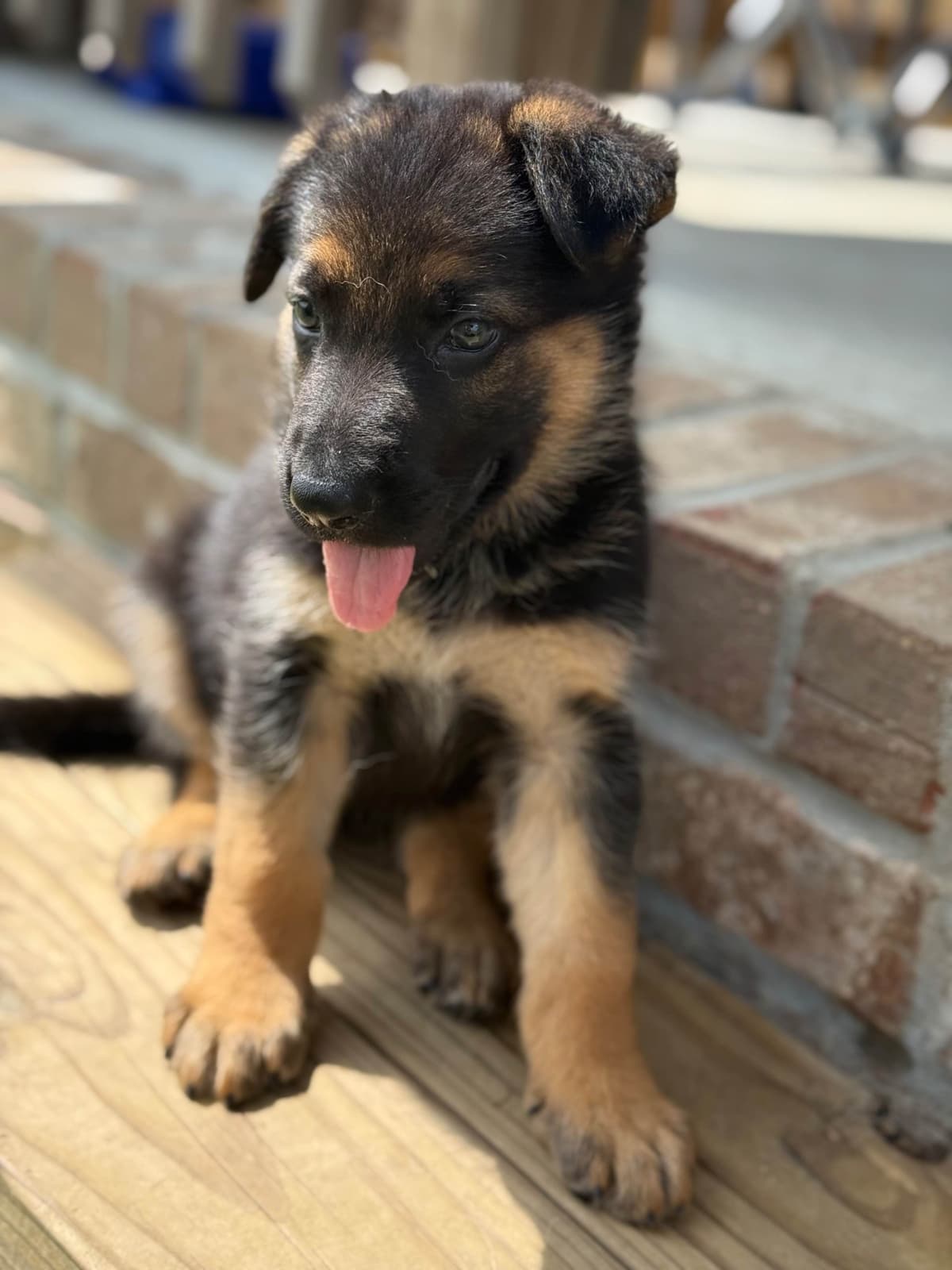 German Shepherd Dog Puppies breeder image 4