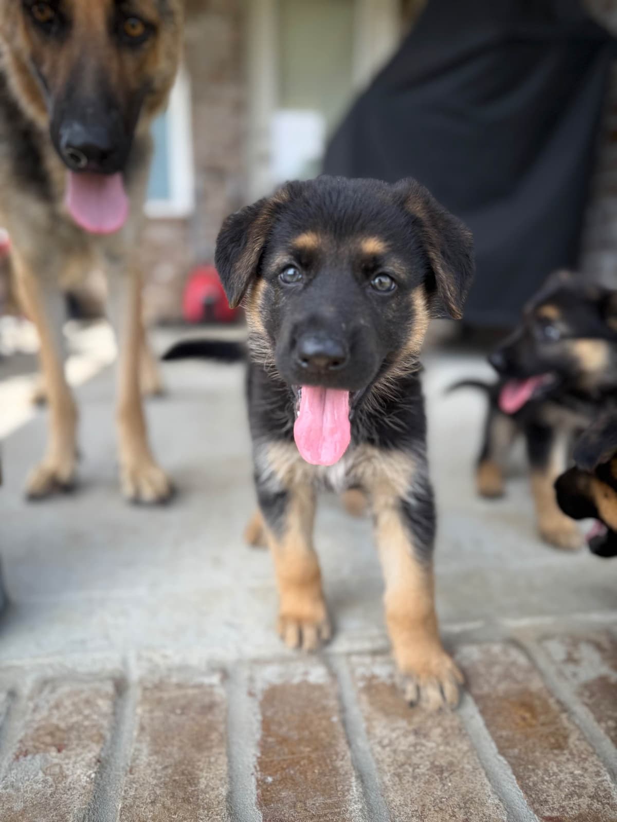 German Shepherd Dog Puppies breeder image 11