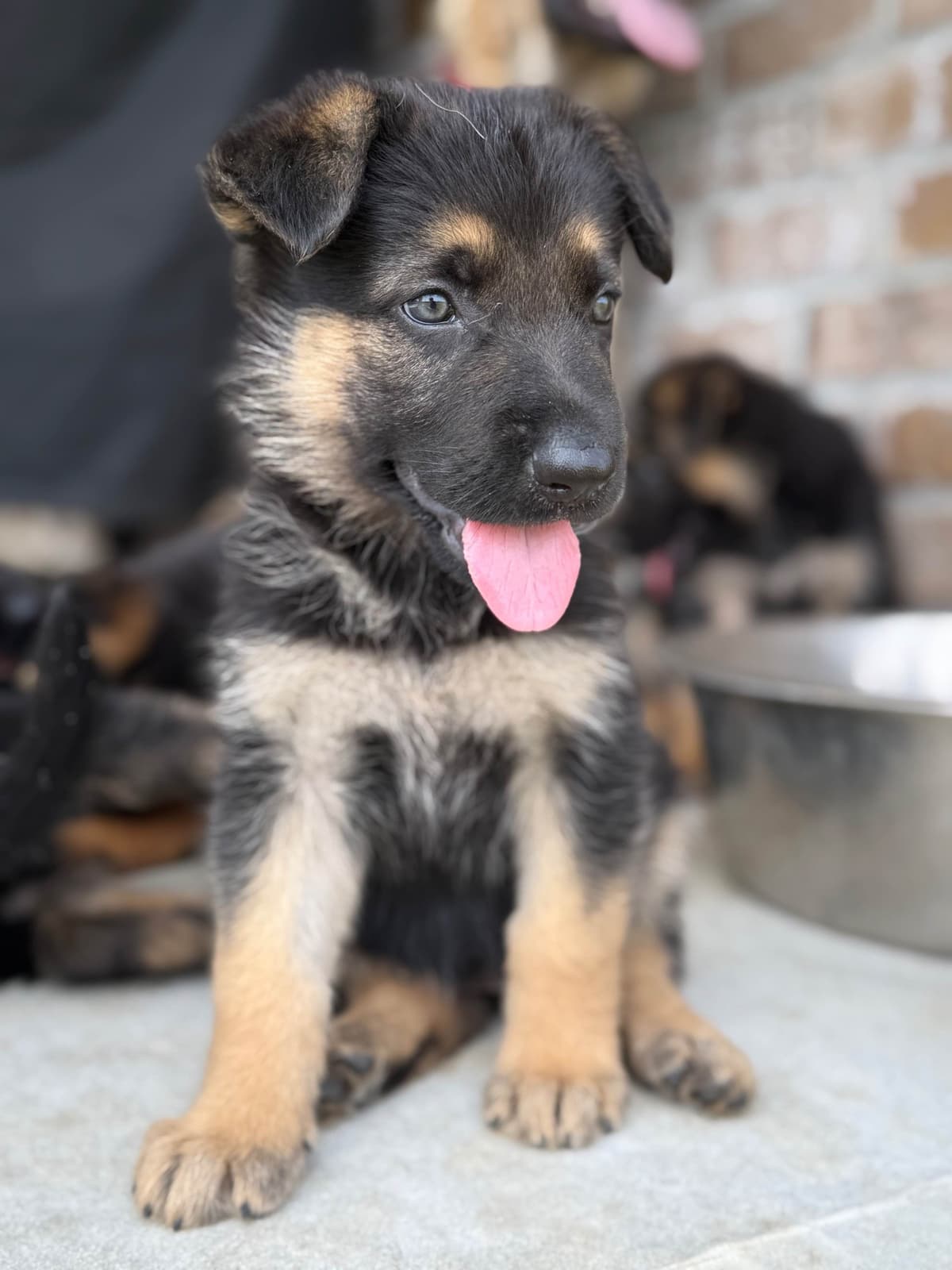 German Shepherd Dog Puppies breeder image 10