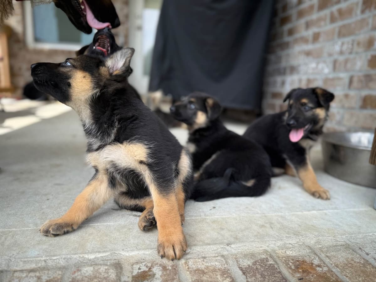 German Shepherd Dog Puppies breeder image 9