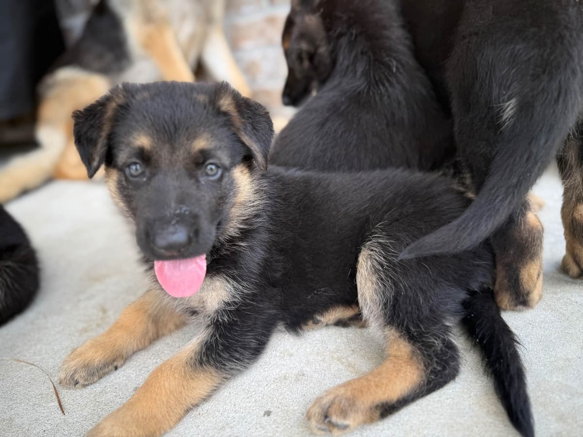 German Shepherd Dog Puppies breeder image 5