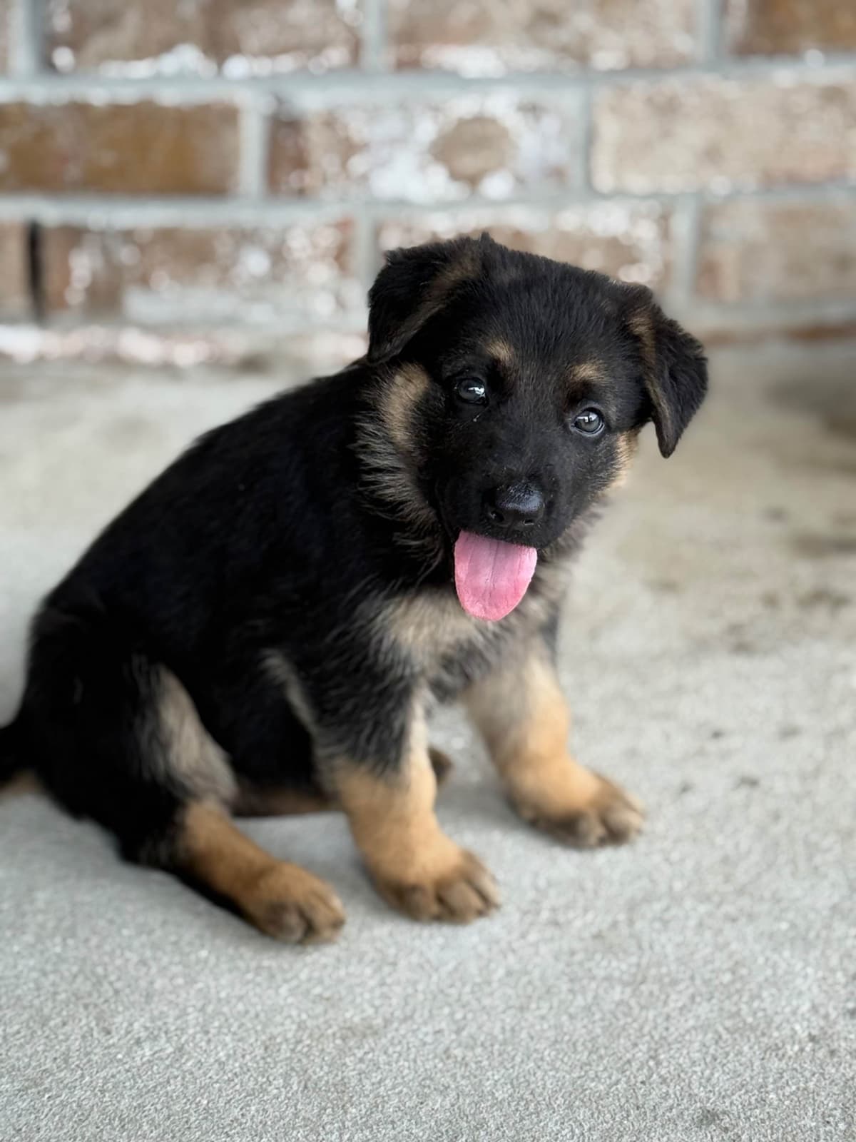 German Shepherd Dog Puppies breeder image 16