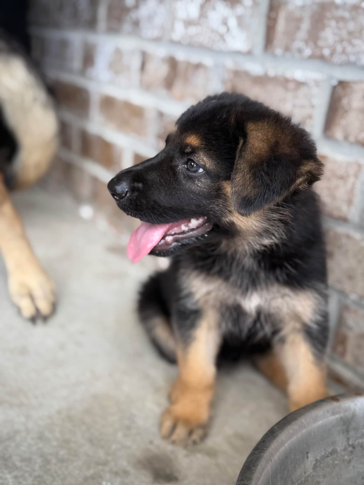 German Shepherd Dog Puppies breeder image 12