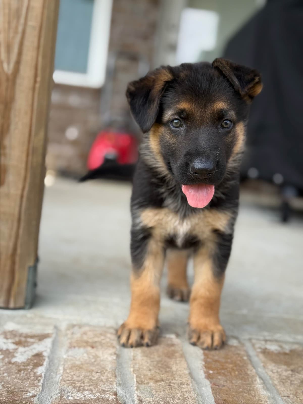 German Shepherd Dog Puppies breeder image 17