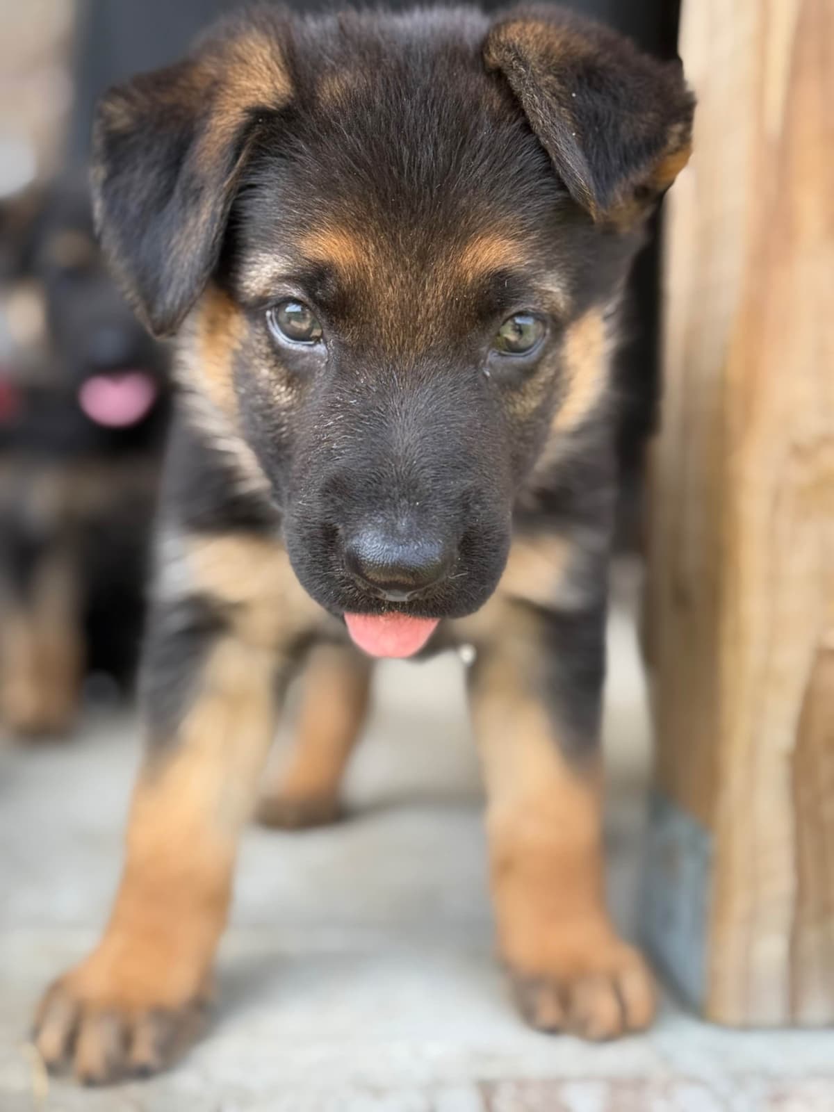 German Shepherd Dog Puppies breeder image 23