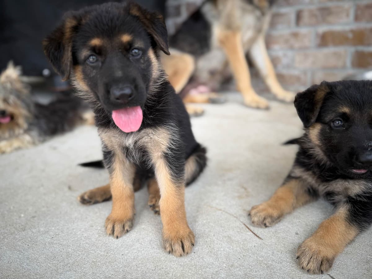 German Shepherd Dog Puppies breeder image 19