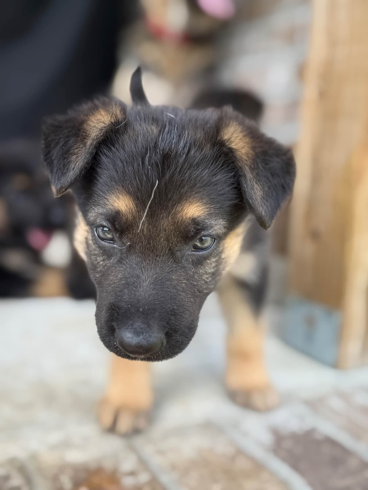 German Shepherd Dog Puppies breeder image 18