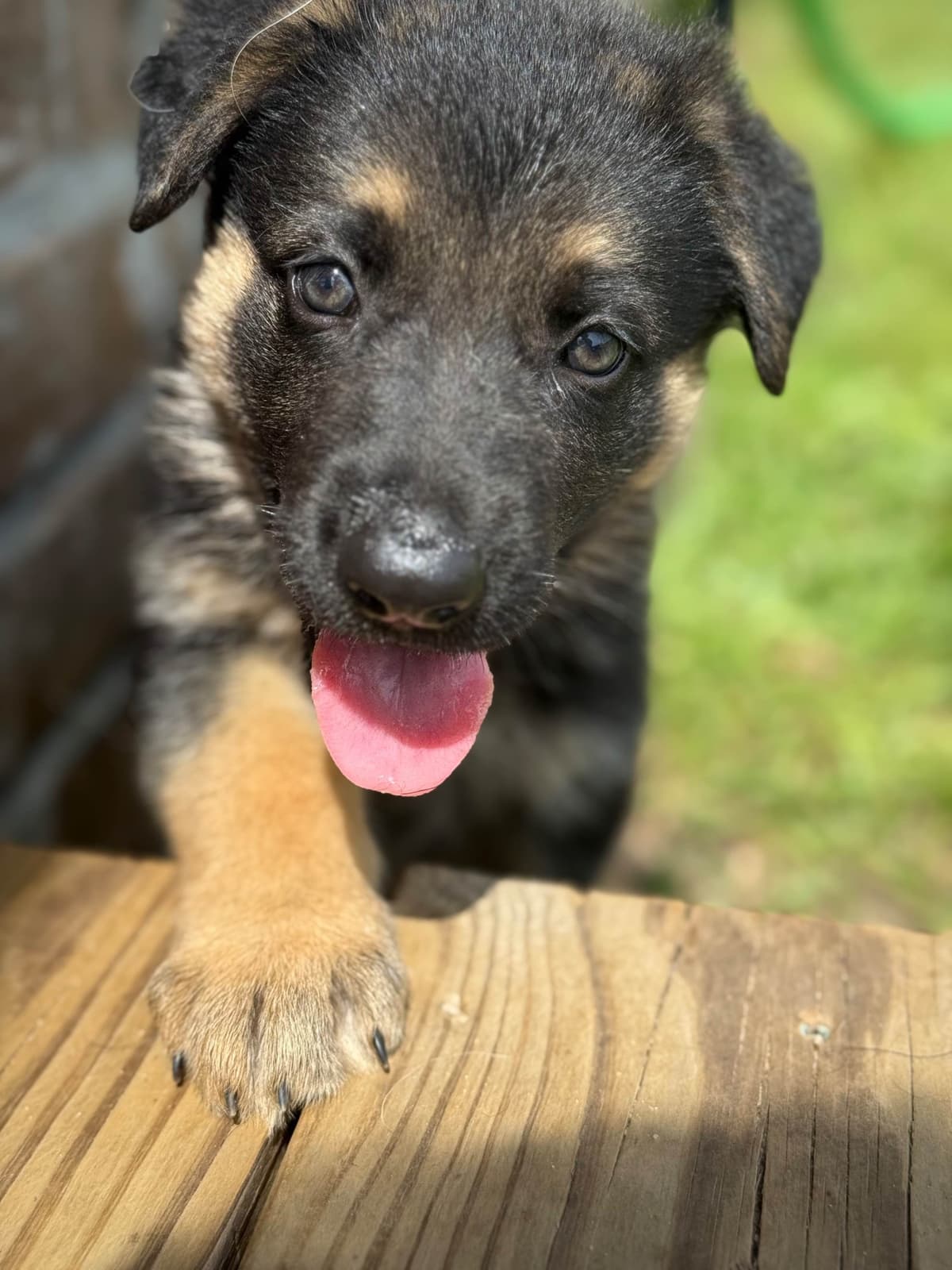 German Shepherd Dog Puppies breeder image 15