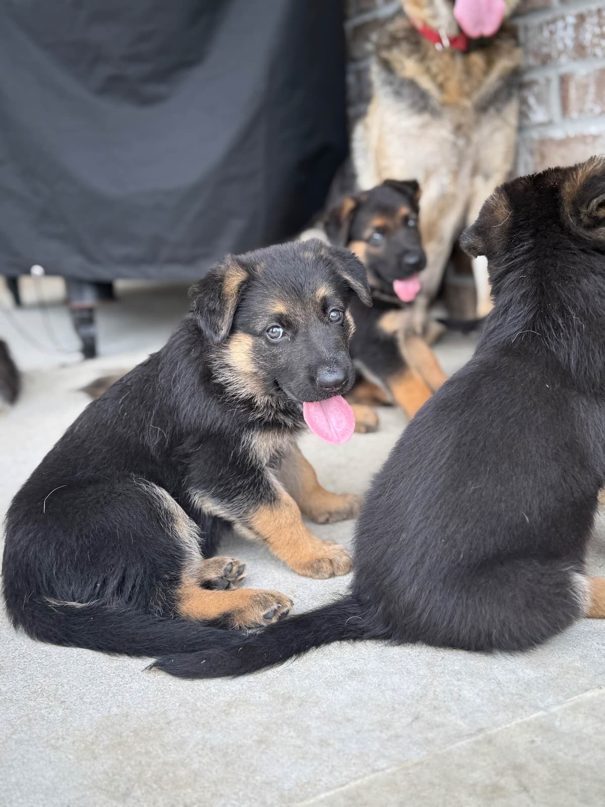 German Shepherd Dog Puppies breeder image 22