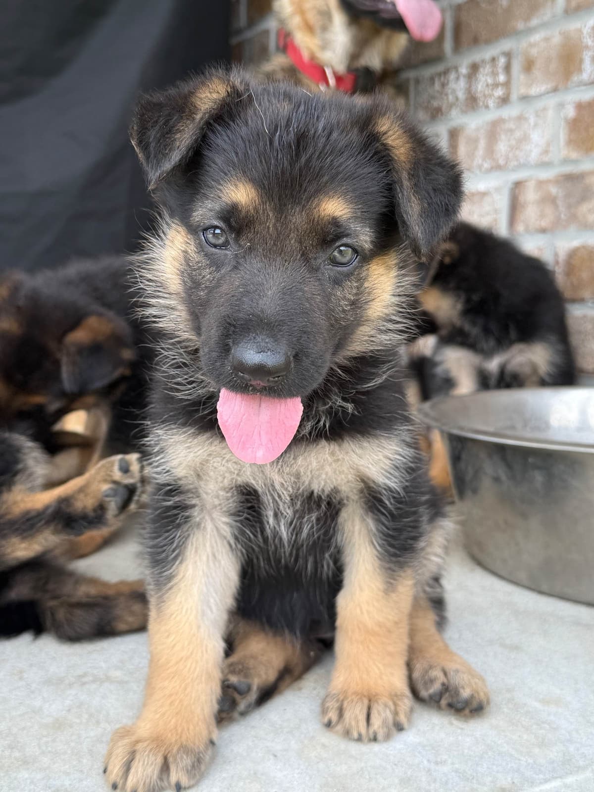German Shepherd Dog Puppies breeder image 20