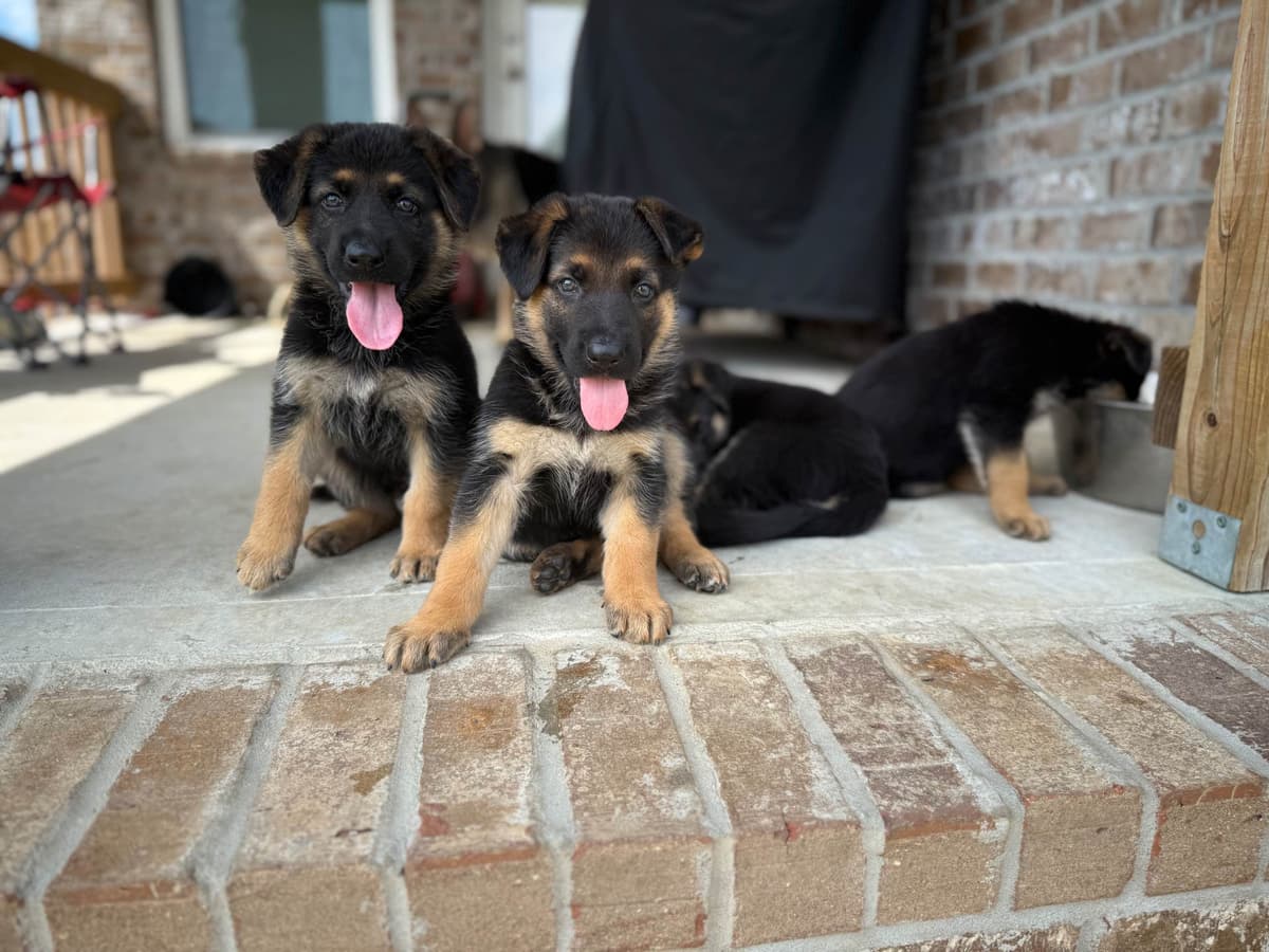 German Shepherd Dog Puppies breeder image 24