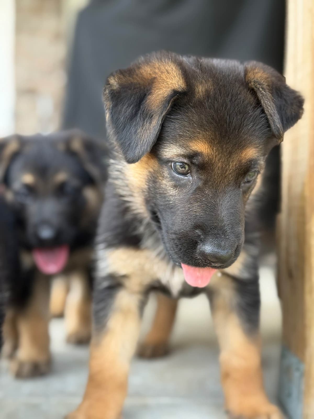 German Shepherd Dog Puppies breeder image 25