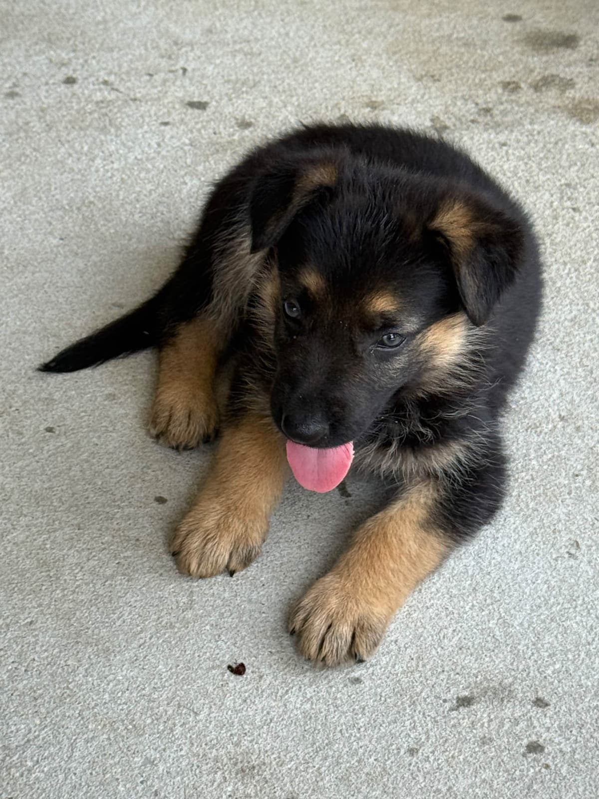 German Shepherd Dog Puppies breeder image 28