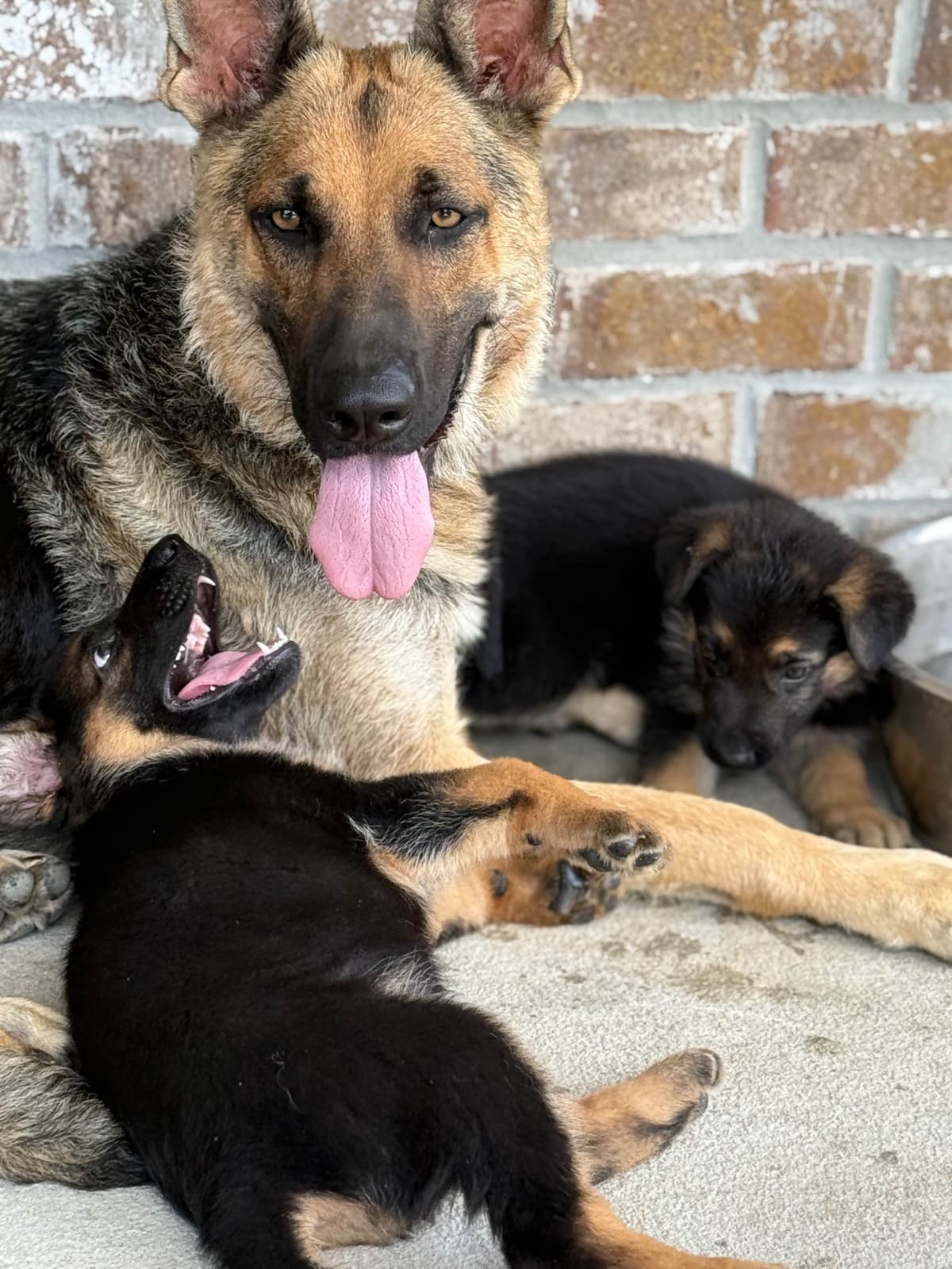 German Shepherd Dog Puppies breeder image 29