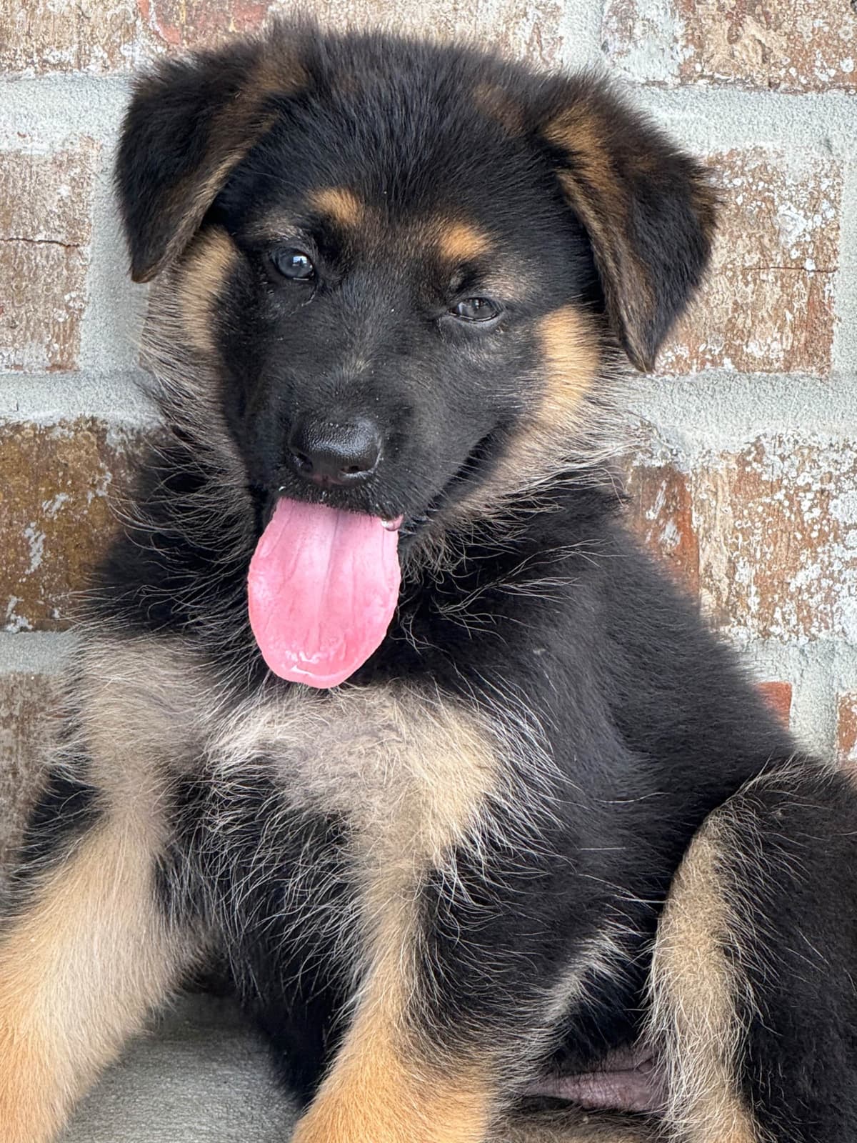 German Shepherd Dog Puppies breeder image 30