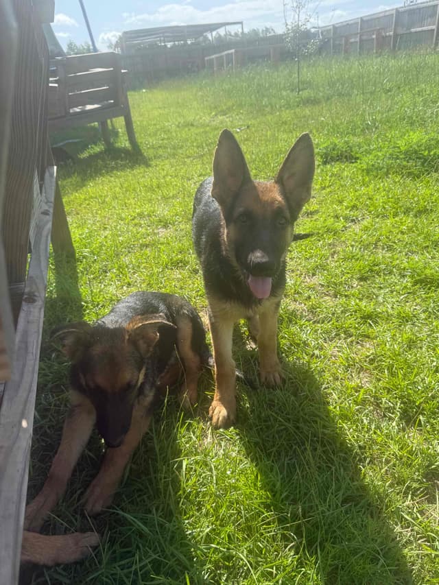 German Shepherd Dog Puppies media 2