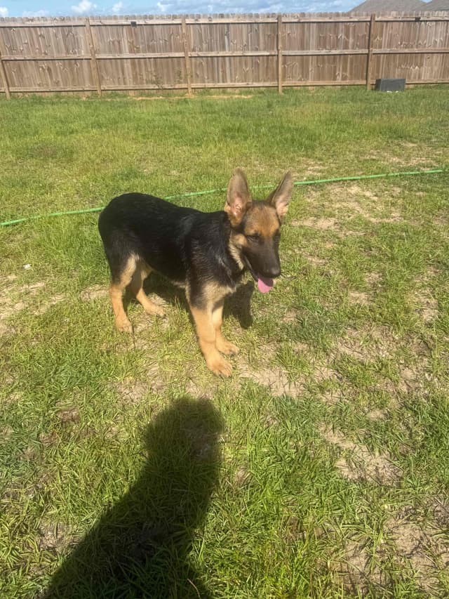 German Shepherd Dog Puppies media 4