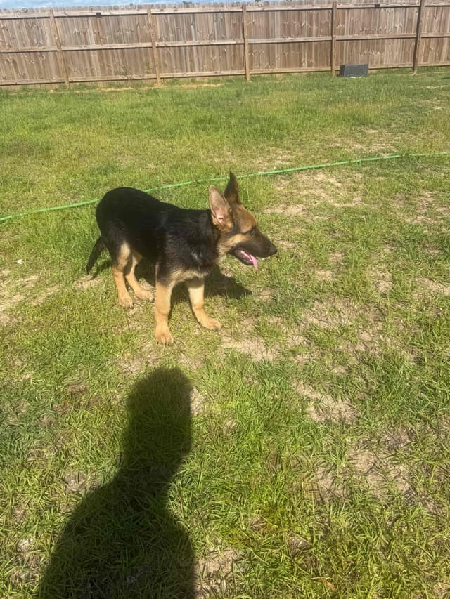 German Shepherd Dog Puppies media 5