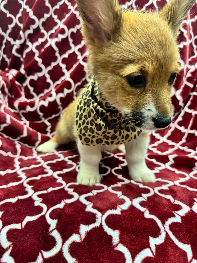 Pembroke Welsh Corgi Puppies media 6