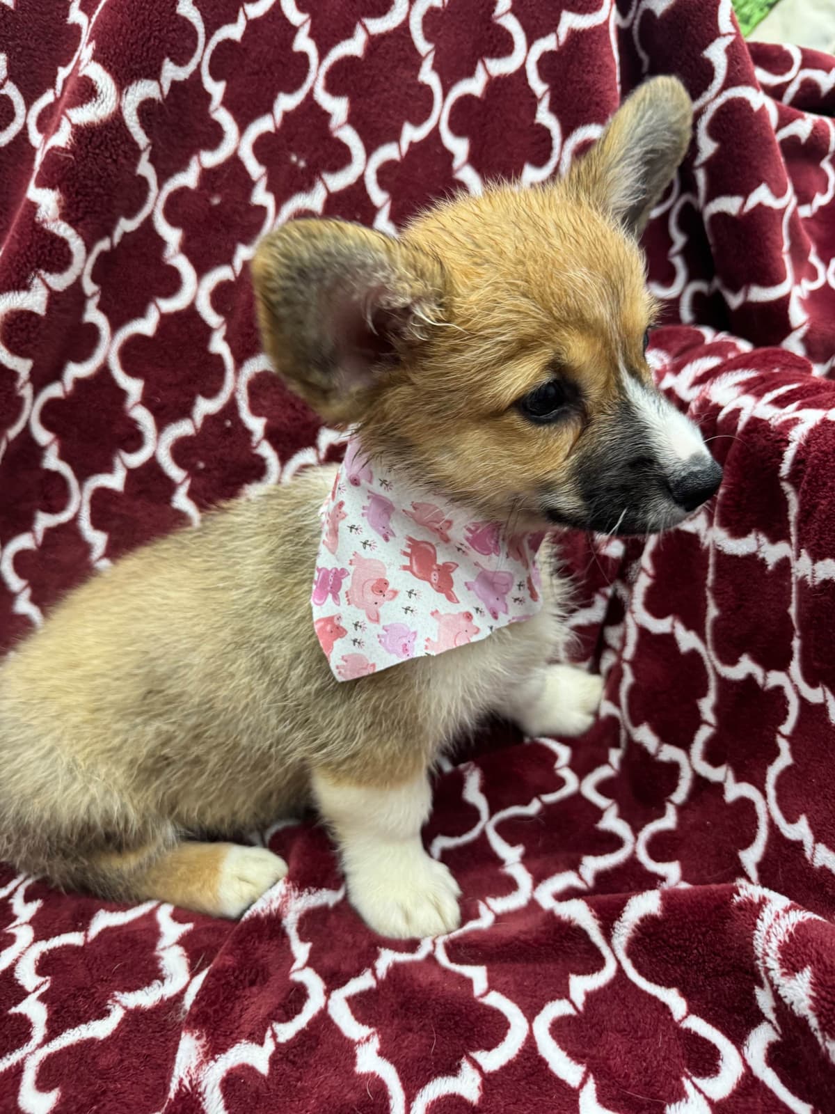 Pembroke Welsh Corgi Puppies breeder image 1