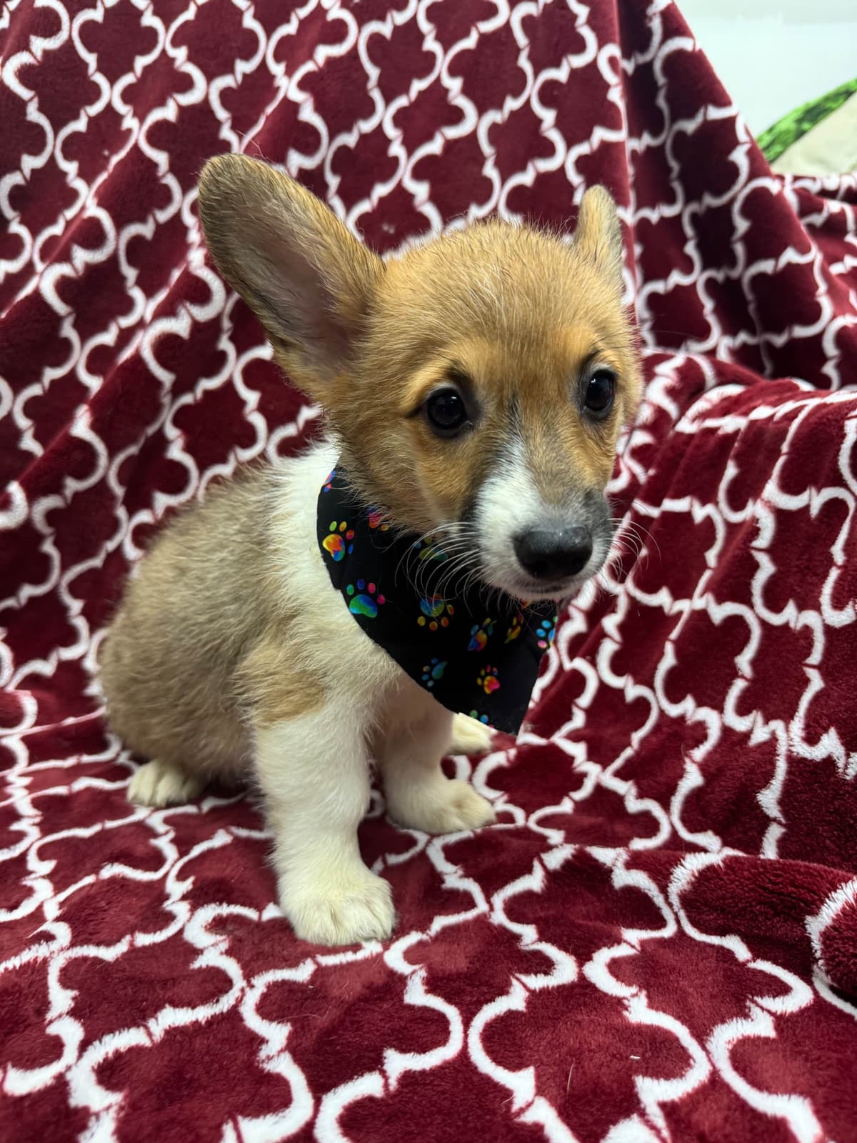 Pembroke Welsh Corgi Puppies breeder image 2
