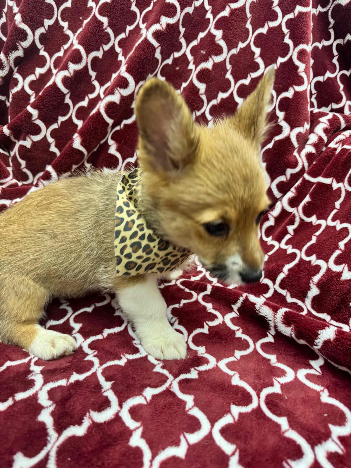 Pembroke Welsh Corgi Puppies breeder image 3