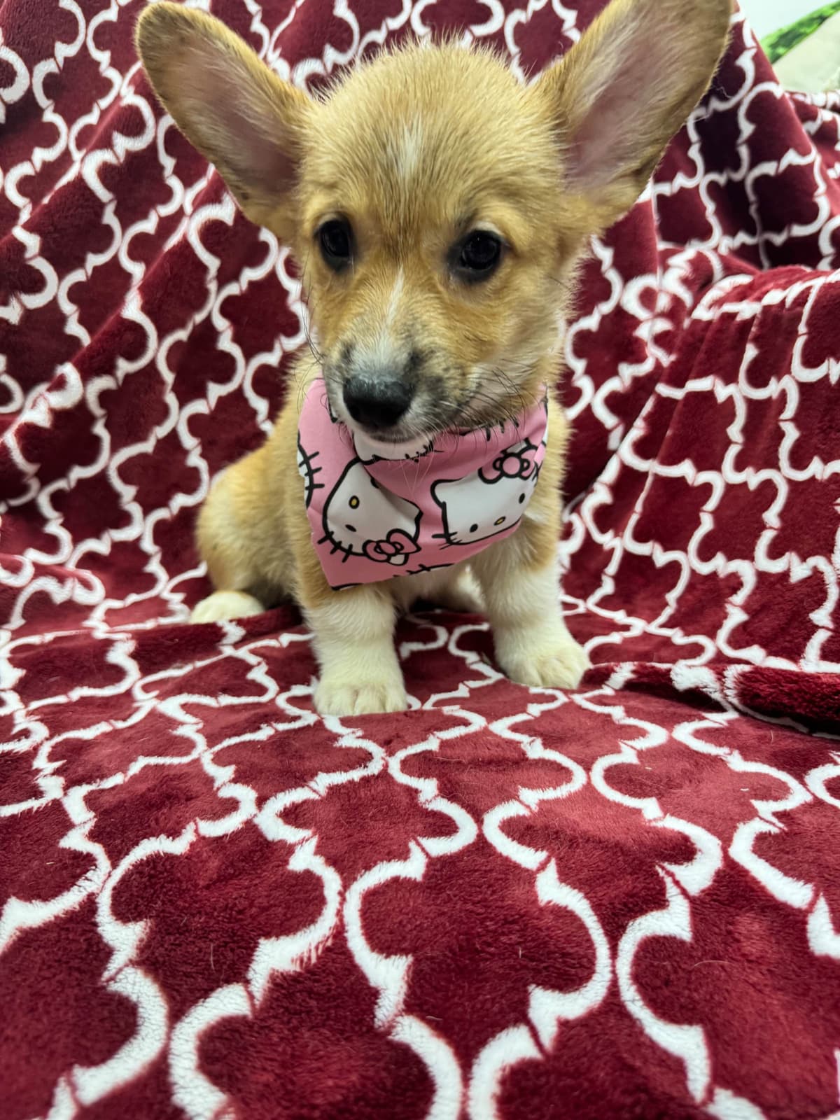 Pembroke Welsh Corgi Puppies breeder image 4