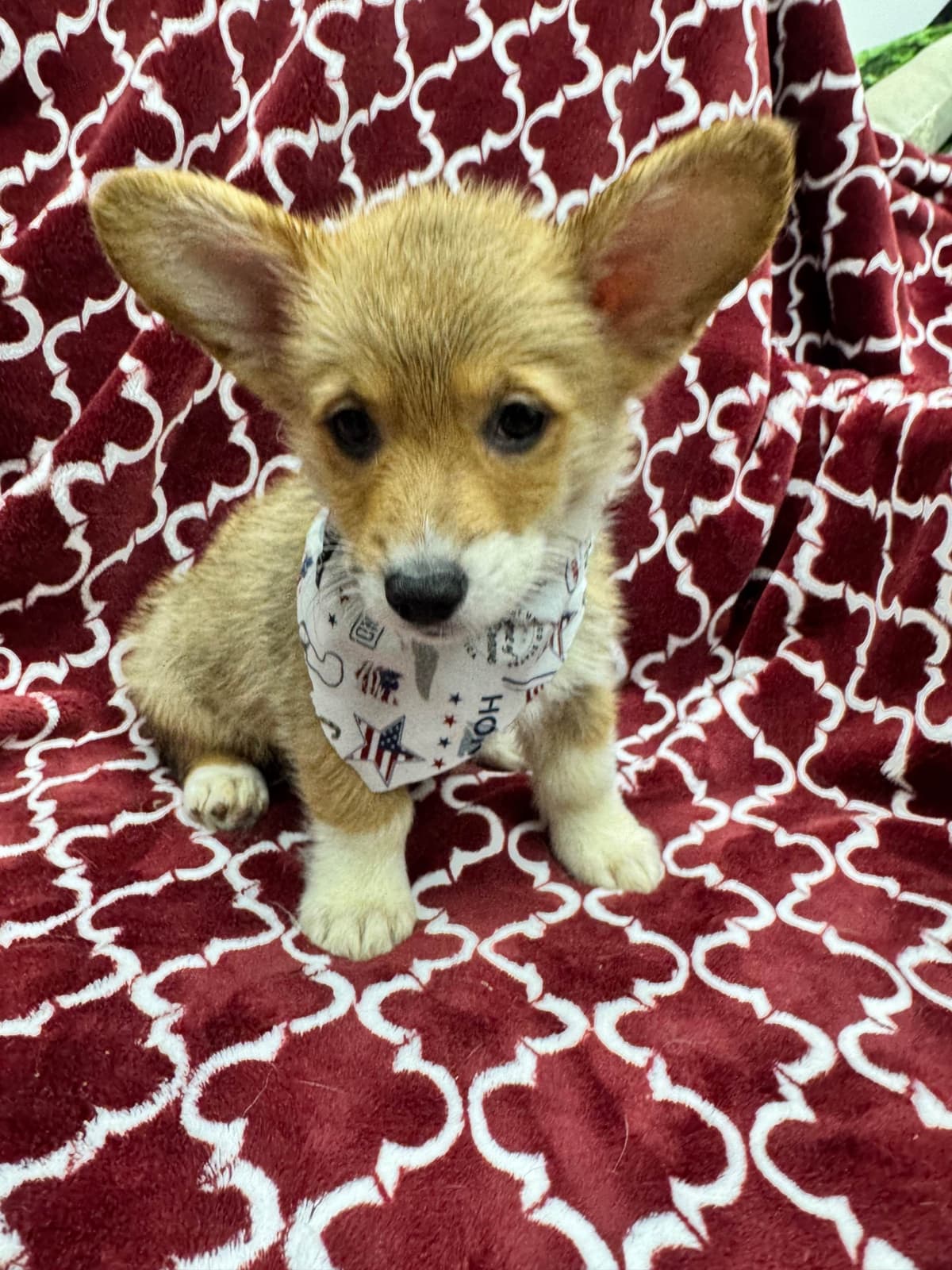 Pembroke Welsh Corgi Puppies breeder image 5