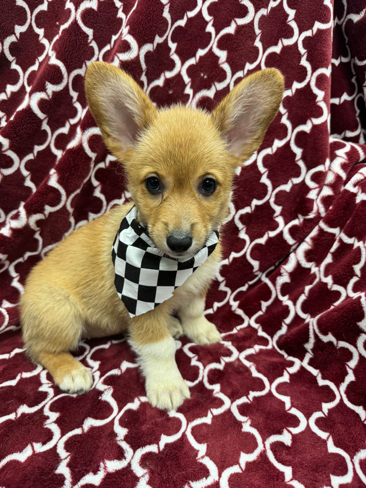 Pembroke Welsh Corgi Puppies breeder image 6