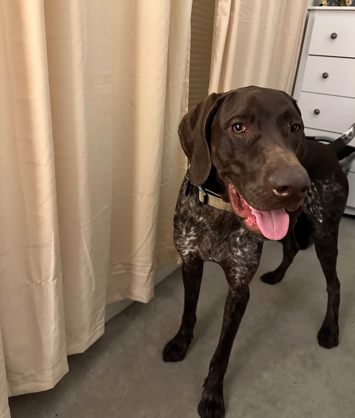 German Shorthaired Pointer Puppies breeder image 1
