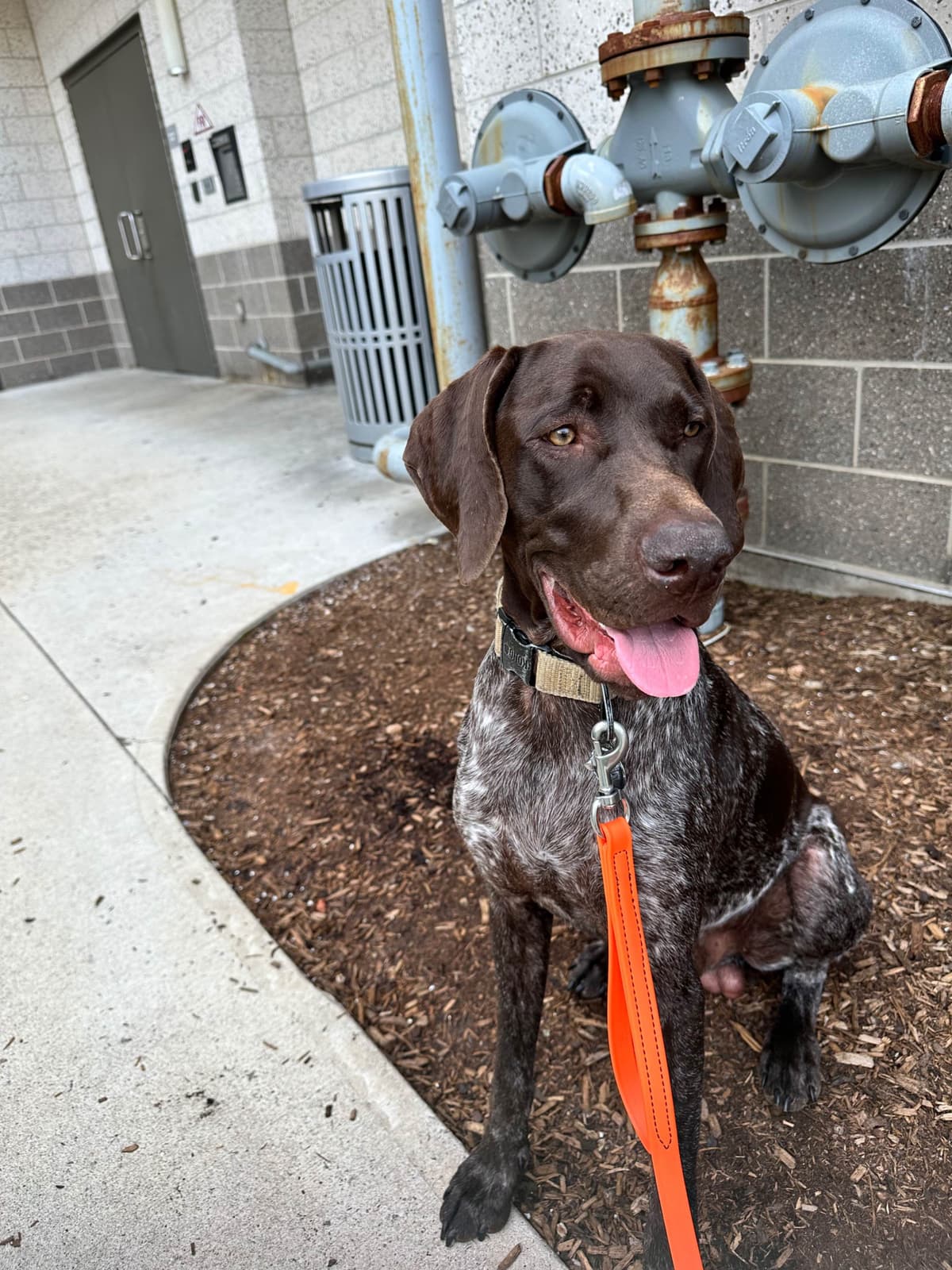 German Shorthaired Pointer Puppies breeder image 2