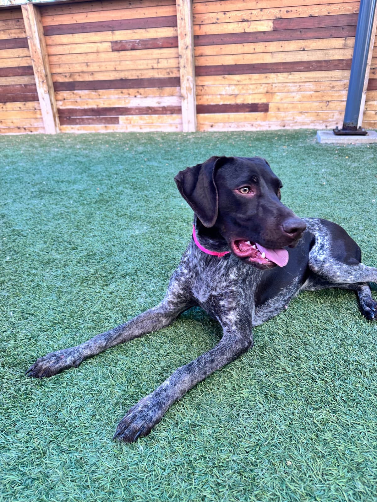 German Shorthaired Pointer Puppies breeder image 3