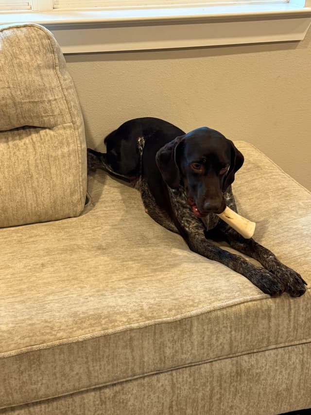 German Shorthaired Pointer Puppies media 2