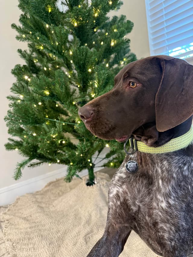 German Shorthaired Pointer Puppies media 3