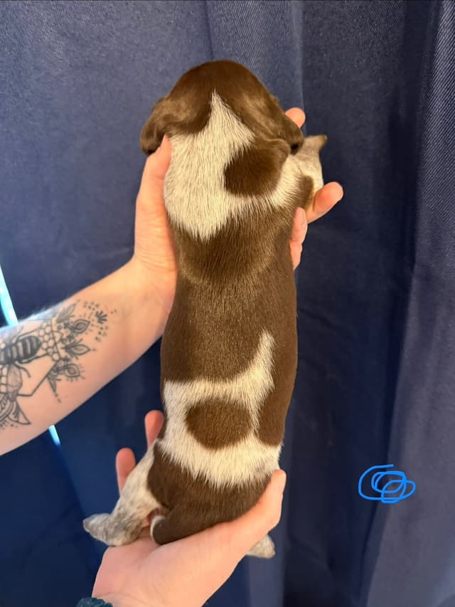 German Shorthaired Pointer Puppies media 5