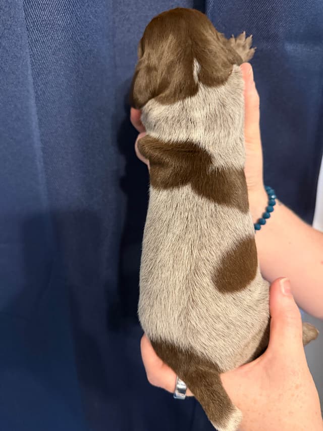 German Shorthaired Pointer Puppies media 8