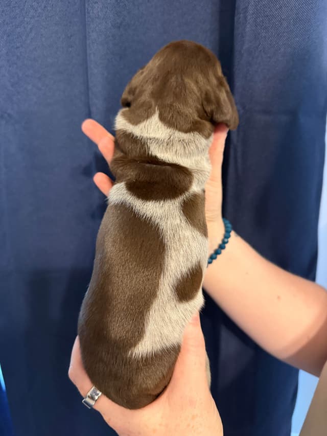 German Shorthaired Pointer Puppies media 7