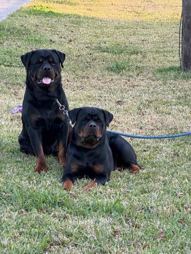 Rottweiler Puppies media 2