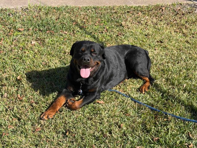 Rottweiler Puppies media 3