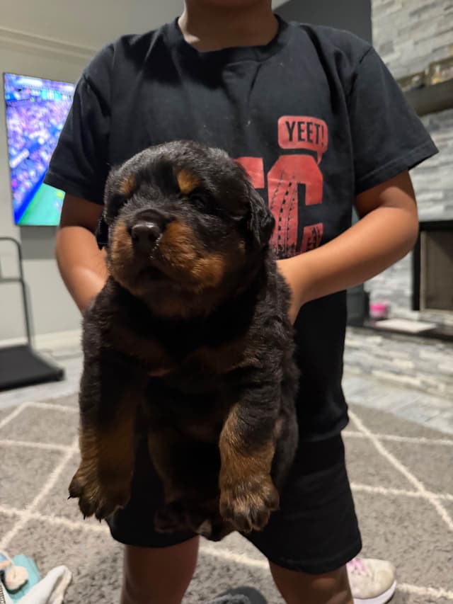 Rottweiler Puppies media 4
