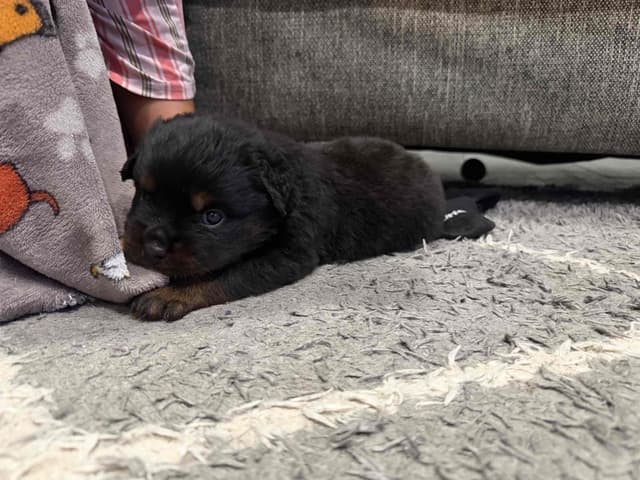 Rottweiler Puppies media 5