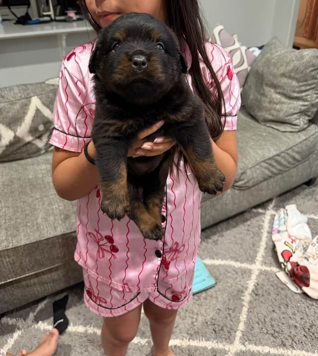 Rottweiler Puppies media 6