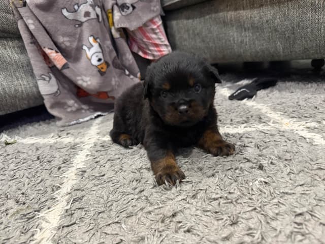 Rottweiler Puppies media 8