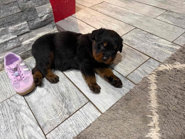 Rottweiler Puppies media 7