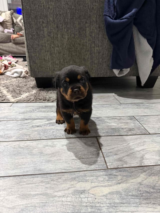 Rottweiler Puppies media 9