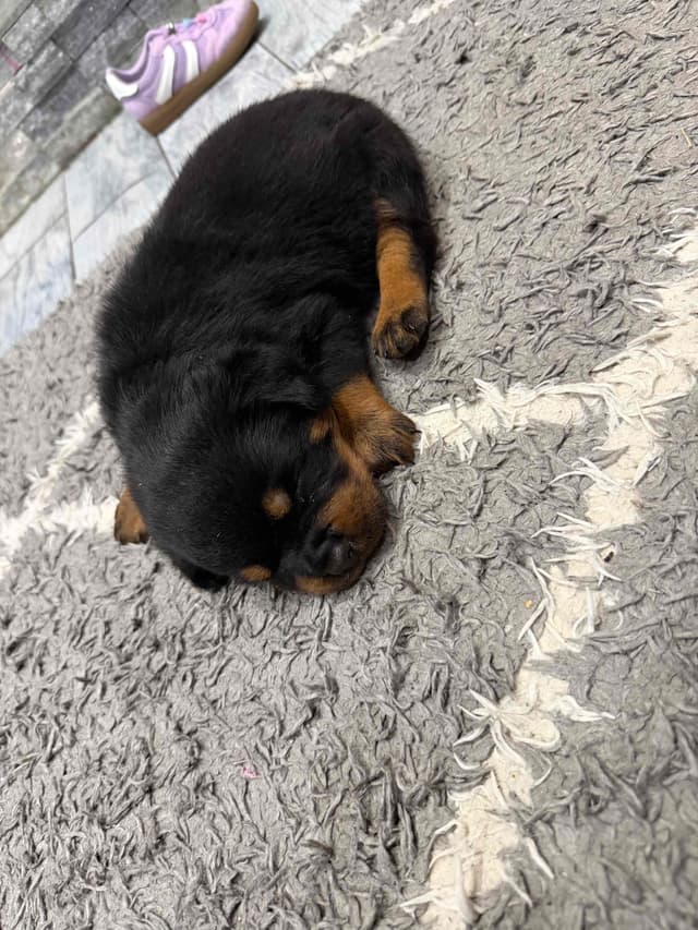 Rottweiler Puppies media 10