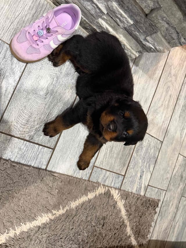 Rottweiler Puppies media 11