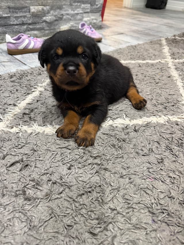 Rottweiler Puppies media 12