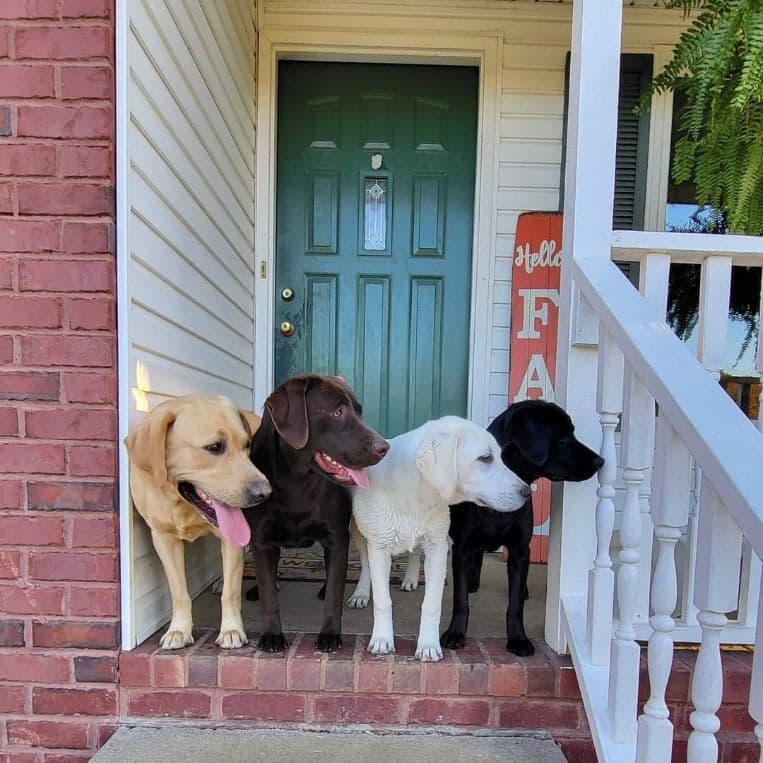 Labrador Retriever Puppies breeder image 1