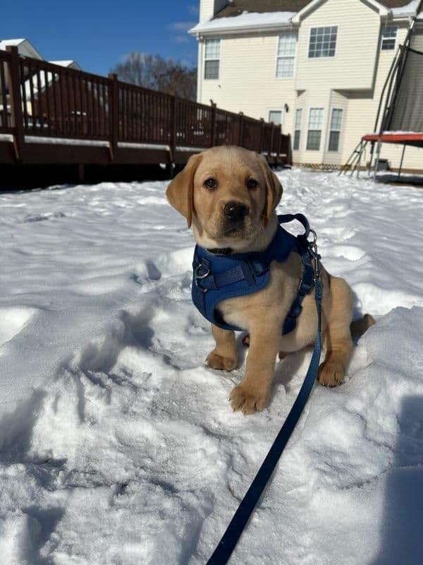 Labrador Retriever Puppies breeder image 3